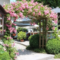 Inselhotel zur Linde Foto 1